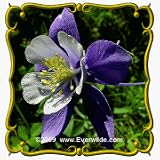 1 Lb Columbine, mixed colors (Aquilegia caerulea) Bulk Wildflower Seeds