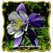 Columbine, mixed colors (Aquilegia caerulea) Jumbo Wildflower Seed Packet - 1250 Seeds
