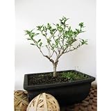 9GreenBox - Serrisa Japonica Snow Rose Indoor BONSAI Tree with Plastic Pot