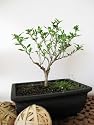 9GreenBox - Serrisa Japonica Snow Rose Indoor BONSAI Tree with Plastic Pot