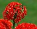 Maltese Cross Perennial Lychnis 50 Seeds