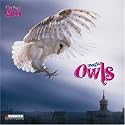 Magic Owls 2011. What a Wonderful World