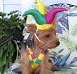 Mardi Gras Dog Costume - Mr. Jester Dog Costume - X-Large (XL)