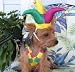 Mardi Gras Dog Costume - Mr. Jester Dog Costume - X-Large (XL)