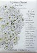 Sweet Alyssum Seeds Tiny Tim 200 Seeds