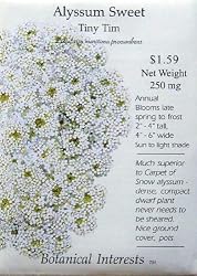 Sweet Alyssum Seeds Tiny Tim 200 Seeds