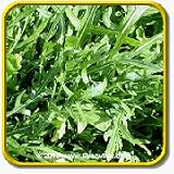 Everwilde Farms, Inc. - 