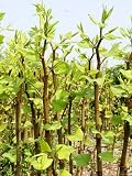 Japanese Knotweed Growing in Worcestershire, UK Photographic Poster Print by Martin Page, 18x24