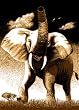 Animal Area Rug, Home Dynamix Zone Elephant