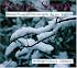 Snow, Snow: Winter poems for Children