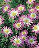 Flower Bulb Sale. Bag of 25 Anemone Blanda or Windflower in Mixed Colors