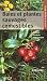 Baies et plantes sauvages comestibles