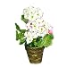Artificial White Geranium Potted Flower Plant
