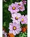 Photographic Prints of Cosmos bipinnatus from Ros Drinkwater