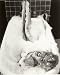 Marilyn Monroe Photo Bubble Bath Pinup Girl Hollywood Photos 8x10