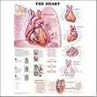 Anatomical Chart Company Heart Chart