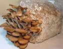 Grow-it-Yourself Phoenix Oyster Mushroom Kit, for Indoor or Outdoor Mushroom Gardening