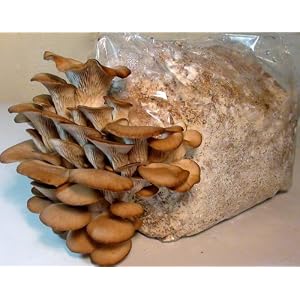 Grow It Yourself Hantana Pearl Oyster