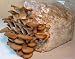 Grow-it-Yourself Phoenix Oyster Mushroom Kit, for Indoor or Outdoor Mushroom Gardening