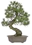 Brussel's Black Pine Specimen Tree