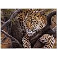 Leopard on a Limb Subject Art Poster Print by Steve Kinston
