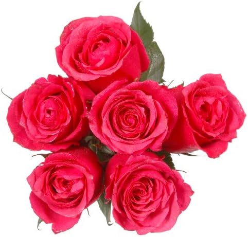 Fresh Flowers - 4 Dozen Pink Roses - Long Stem (Wholesale Pack of 50 Stems)