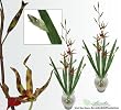 TWO 39" Gongora Orchid Artificial Silk Flower Bendable Sprays with Iris leaves