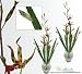 TWO 39" Gongora Orchid Artificial Silk Flower Bendable Sprays with Iris leaves