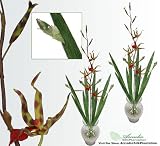 TWO 39" Gongora Orchid Artificial Silk Flower Bendable Sprays with Iris leaves
