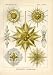 Ernst Haeckel 1904 - Acanthometra - Artforms of Nature Kunstformen der Natur Fine Art Print Poster