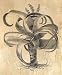 Besler Aloe Fine Art Poster Print by Basilius Besler, 18x24