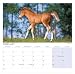 Horses 2009 Calendar