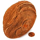 Moroccan Stromatolite Fossil