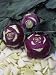 Kohlrabi, Early Purple Vienna Photographic Poster Print by Wally Eberhart, 30x40
