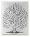Historic Print (L): The common law in the similitude of a tree