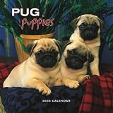 Pug Puppies 2008 Mini Wall