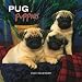 Pug Puppies 2008 Mini Wall Calendar