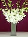 Fresh Flowers - White Dendrobium Orchids with Vase