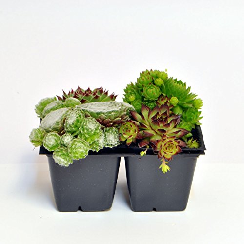 Miniature Fairy Garden Hen and Chicks Collection, Sempervivum, Hen and Chicks