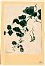 1878? Japanese Print . Mame - green bean or pea plant showing vine, leaves, pods, and blossoms / Kanemori.
