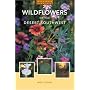 Wildflowers of the Desert Southwest