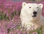 Wapusk: White Bear of the North