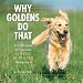golden retriever - Why Goldens Do That: A Collection Of Curious Golden Retriever Behaviors