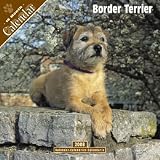 2008 Border Terrier 2008 16 Month Wall Calendar **IN STOCK NOW**