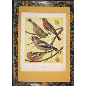 GREENFINCH FINCH CAFFINCH BIRD BIRDS COLOR OLD PRINT AR