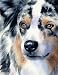 Australian Shepherd Dog Art Print Signed by Artist DJ Rogers