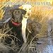 Labrador Retrievers 2006 Calendar