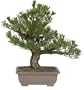 Brussel's Black Pine Specimen Tree