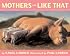 Mothers are Like That