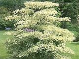 Wedding Gifts Cornus controversa Variegata - Wedding Cake Tree